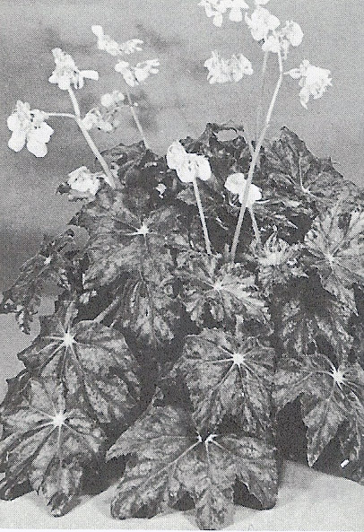 B. ‘Elsie Picot’